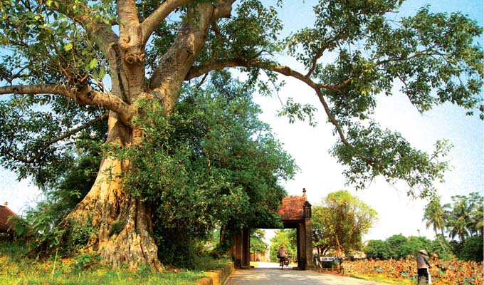 THÔN QUÊ VẮNG LŨY TRE LÀNG...